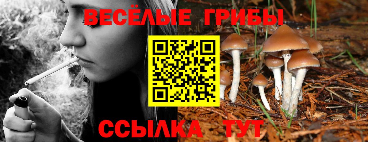 Галлюциногенные грибы Psilocybine cubensis  Вход с VPN  Котовск 